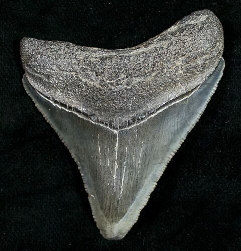 Juvenile Megalodon Tooth - Serrated #10667